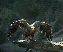Wet Bald Eagle Flying GIF
