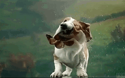 Wet Basset Hound Shaking Body GIF