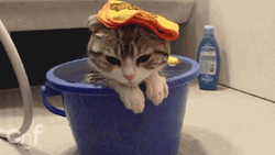Wet Cat Staring GIF