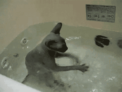 Wet Cat Water Dipping GIF