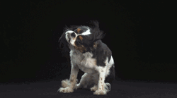 Wet Cavalier King Charles Spaniel Dog