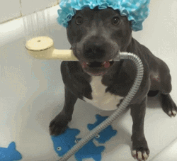 Wet Dog Funny GIF