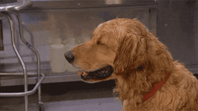 Wet Dog Holding Paper To Face GIF