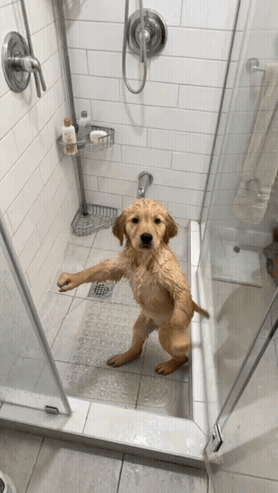 Wet Dog With Paws Up In Shower GIF