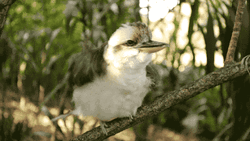Wet Kookaburra Shaking Body GIF