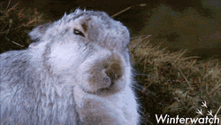 Wet Rabbit Shaking Off Body GIF