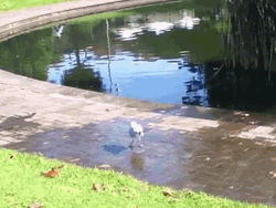 Wet Shaking Bird GIF