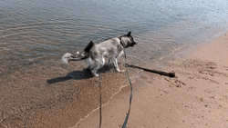 Wet Shaking Husky Dog GIF