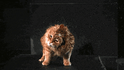 Wet Shaking Siberian Cat GIF
