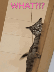 Whaaat Peeking Sneaky Cat GIF