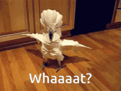 Whaaat Sassy Bird White Cockatoo GIF
