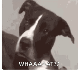 Whaaat Stunned Black And White Puppy GIF