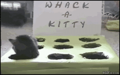 Whack-A-Kitty Sign Next To Cat GIF