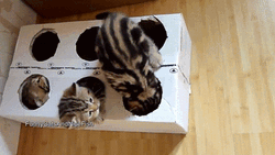 Whack A Mole Box With Cats GIF