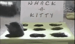 Whack A Mole Cute Kittens GIF