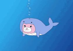 Whale Beluga Cat GIF