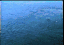 Whale Bubble Rings GIF