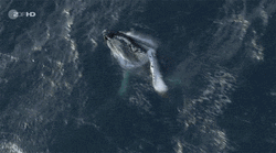 Whale Doing Backflip GIF