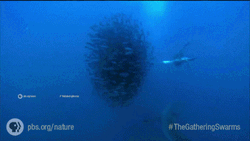 Whale Eating Nature PBS GIF