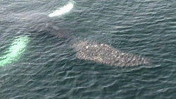 Whale Giant Mouth GIF