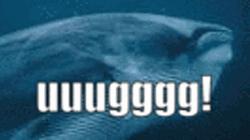 Whale I'm So Fat GIF