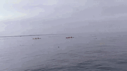 Whale Jumps Boat GIF