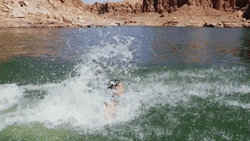 Whale Man Breaching GIF