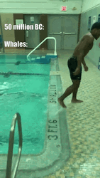 Whale Man Meme GIF
