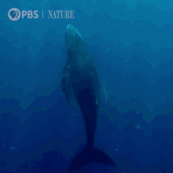 Whale Nature On PBS GIF