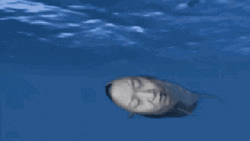 Whale Orange Juice GIF
