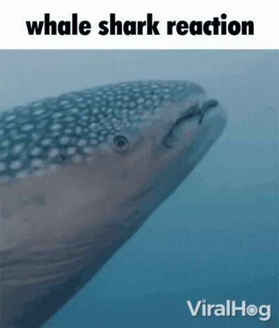 Whale Shark Reaction GIF