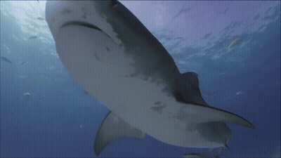 Whale Shark Swimming And Looking At Camera GIF