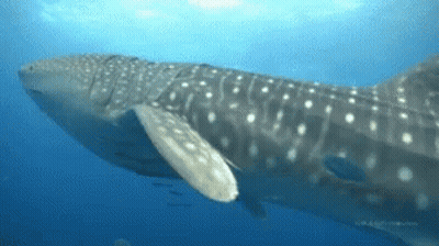 Whale Shark Swimming In Ocean GIF