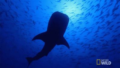 Whale Shark Swimming In Ocean With National Geographic Wild Logo GIF