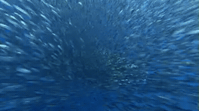 Whale Shark Swimming With Bubbles GIF