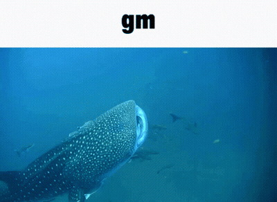 Whale Shark Swimming With Gm Above GIF