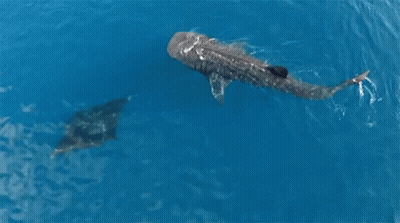 Whale Shark Swimming With Stingray GIF