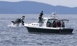 Whale Showing Off GIF