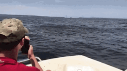Whale Shows On Fishing GIF