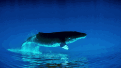 Whale Slow Motion Jump GIF
