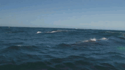 Whale Splashes Rainbow GIF