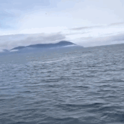 Whale Splashes Water GIF