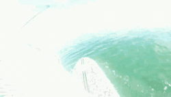 Whale Surf Board GIF