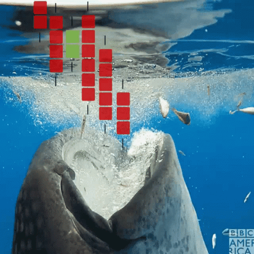 Whale With BBC America Logo GIF
