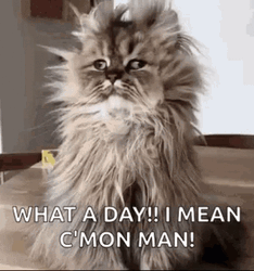 What A Day Come On Man GIF