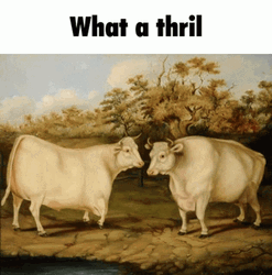 What A Thrill Cow