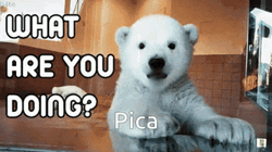 What Are You Doing Baby Polar Bear Pica GIF