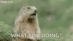 What Are You Doing Hey Groundhog GIF