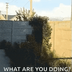 What Are You Doing Sneaky Husky GIF