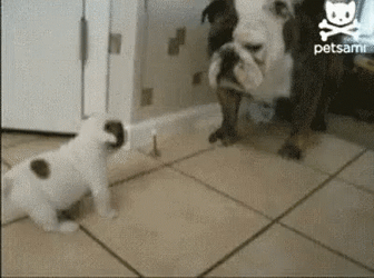 What Are You Looking At Big Dawg GIF